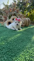 AKC Annie , a female Maltese for sale in Yanush, OK – 3 of 6
