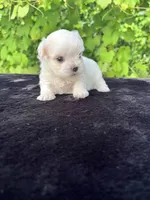 AKC tiny Korean boy , a male Maltese for sale in Yanush, OK – 4 of 10