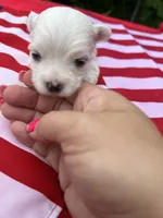 AKC Mia , a female Maltese for sale in Yanush, OK – 3 of 3
