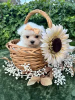AKC  tiny  girl , a female Maltese for sale in Yanush, OK – 2 of 5