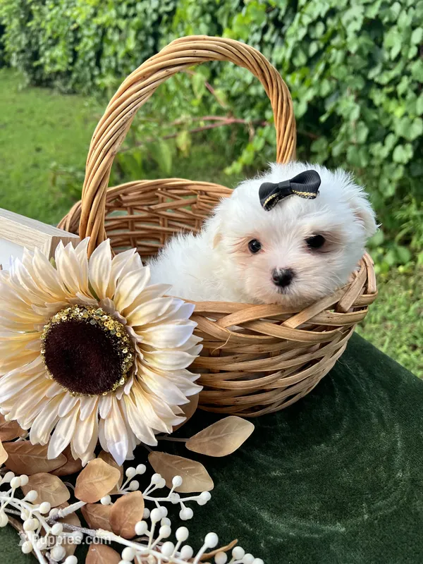 AKC Mia  – Maltese puppy for sale in Yanush, OK