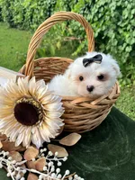 AKC Mia , a female Maltese for sale in Yanush, OK – 1 of 7