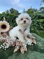 AKC Korean boy , a male Maltese for sale in Yanush, OK – 1 of 9