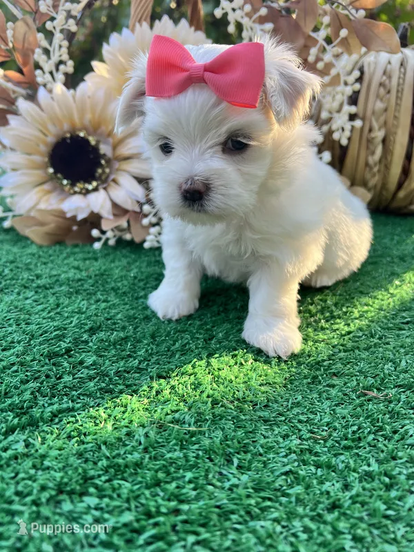 AKC Annie  – Maltese puppy for sale in Yanush, OK