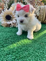 AKC Annie , a female Maltese for sale in Yanush, OK – 1 of 6