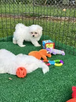 AKC Korean boy , a male Maltese for sale in Yanush, OK – 3 of 9