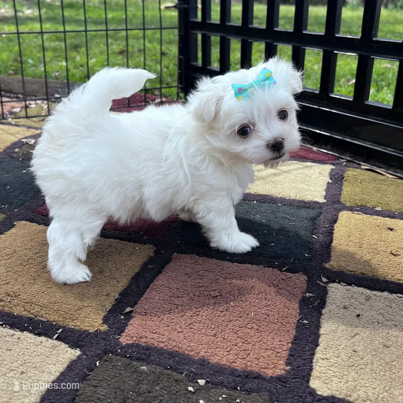 AKC turquoise bow  – Maltese puppy for sale in Yanush, OK