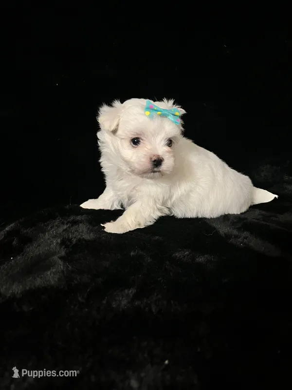 AKC turquoise bow  – Maltese puppy for sale in Yanush, OK