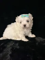 AKC turquoise bow , a female Maltese for sale in Yanush, OK – Photo 6 of 6