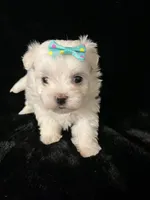 AKC turquoise bow , a female Maltese for sale in Yanush, OK – Photo 4 of 6