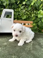 AKC jacks , a male Maltese for sale in Yanush, OK – 3 of 3