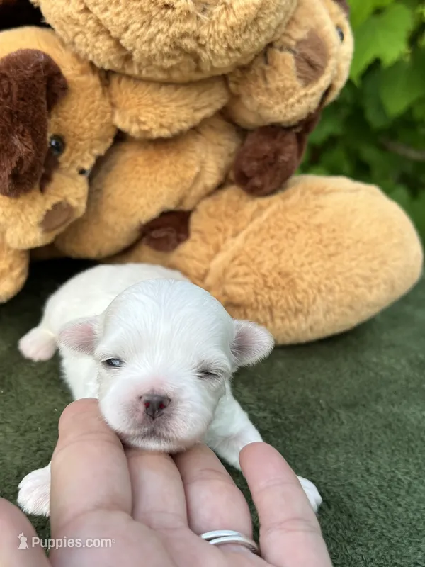 AKC Korean boy  – Maltese puppy for sale in Yanush, OK