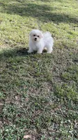 AKC yellow bow, a female Maltese for sale in Yanush, OK – Photo 2 of 9