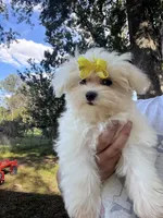 AKC yellow bow, a female Maltese for sale in Yanush, OK – Photo 3 of 9