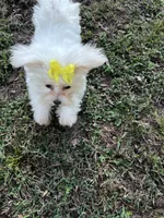 AKC yellow bow, a female Maltese for sale in Yanush, OK – Photo 6 of 9