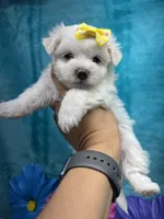 AKC yellow bow, a female Maltese for sale in Yanush, OK – Photo 7 of 9