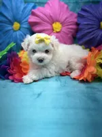 AKC yellow bow, a female Maltese for sale in Yanush, OK – Photo 8 of 9