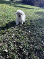 AKC yellow bow, a female Maltese for sale in Yanush, OK – Photo 4 of 9