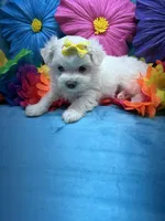 AKC yellow bow, a female Maltese for sale in Yanush, OK – Photo 9 of 9