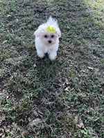 AKC yellow bow, a female Maltese for sale in Yanush, OK – Photo 5 of 9