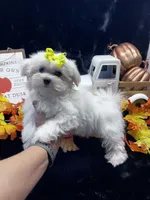 AKC yellow bow, a female Maltese for sale in Yanush, OK – Photo 1 of 9