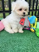 AKC Korean boy , a male Maltese for sale in Yanush, OK – 2 of 9
