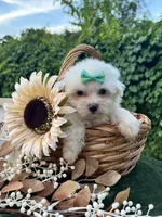 AKC  sunshine , a female Maltese for sale in Yanush, OK – 4 of 5