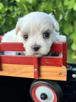 AKC Korean boy , a male Maltese for sale in Yanush, OK – 3 of 8