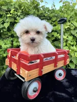 AKC lucky , a male Maltese for sale in Yanush, OK – 2 of 5