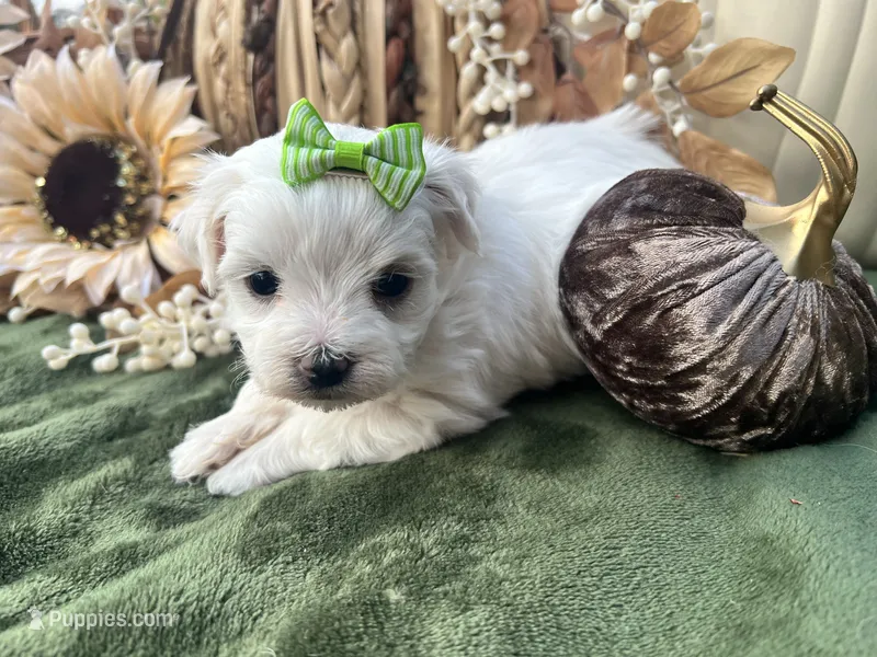 AKC Betty  – Maltese puppy for sale in Yanush, OK