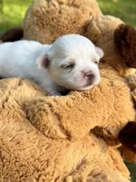 AKC Korean boy , a male Maltese for sale in Yanush, OK – 3 of 5