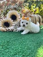 AKC May , a female Maltese for sale in Yanush, OK – 8 of 9