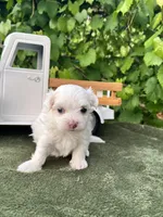 AKC lucky , a male Maltese for sale in Yanush, OK – 2 of 3