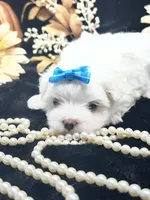 AKC Ellie , a female Maltese for sale in Yanush, OK – 5 of 5