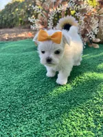 AKC May , a female Maltese for sale in Yanush, OK – 5 of 9