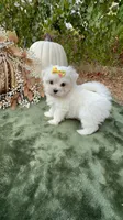 AKC sunshine , a female Maltese for sale in Yanush, OK – 2 of 7