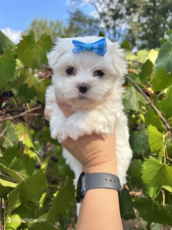 AKC Ellie  – Maltese puppy for sale in Yanush, OK