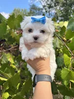 AKC Ellie , a female Maltese for sale in Yanush, OK – 1 of 5