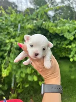 AKC  sunshine , a female Maltese for sale in Yanush, OK – 2 of 2