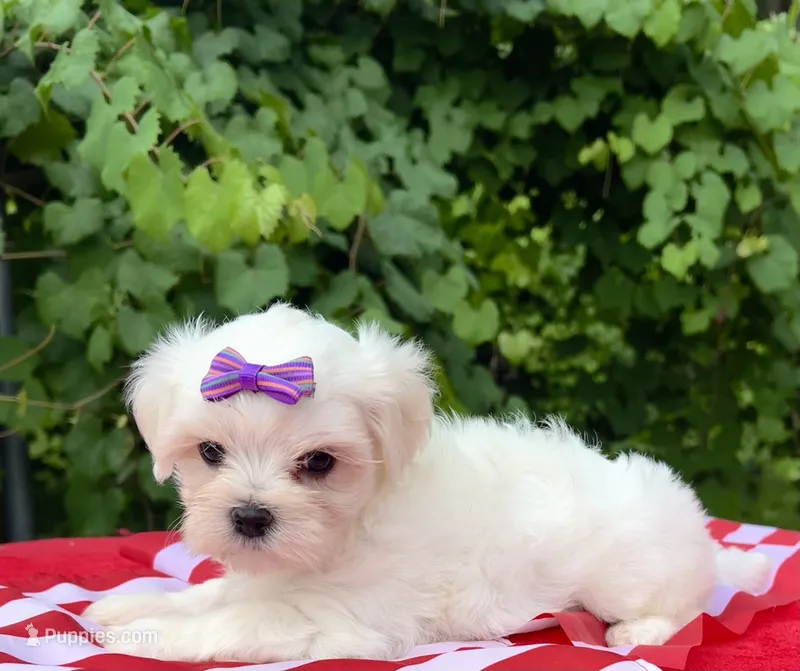 AKC Korean Southern Bell  – Maltese puppy for sale in Yanush, OK