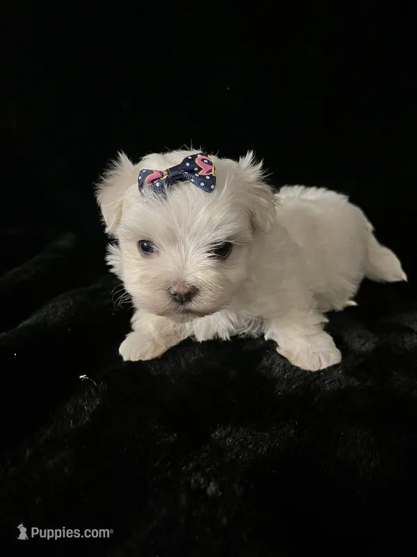 AKC pretty girl  – Maltese puppy for sale in Yanush, OK