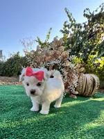 AKC Annie , a female Maltese for sale in Yanush, OK – 2 of 6