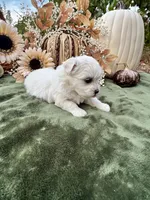AKC Luke , a male Maltese for sale in Yanush, OK – 4 of 4