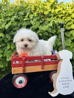 AKC jacks , a male Maltese for sale in Yanush, OK – 3 of 6