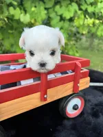 AKC tiny Korean boy , a male Maltese for sale in Yanush, OK – 2 of 10