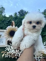 AKC tiny Korean boy , a male Maltese for sale in Yanush, OK – 4 of 7