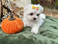 AKC sunshine , a female Maltese for sale in Yanush, OK – 6 of 7