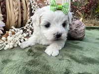 AKC Betty , a female Maltese for sale in Yanush, OK – 4 of 5
