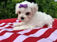 AKC Korean Southern Bell , a female Maltese for sale in Yanush, OK – 5 of 5