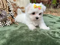 AKC sunshine , a female Maltese for sale in Yanush, OK – 3 of 7